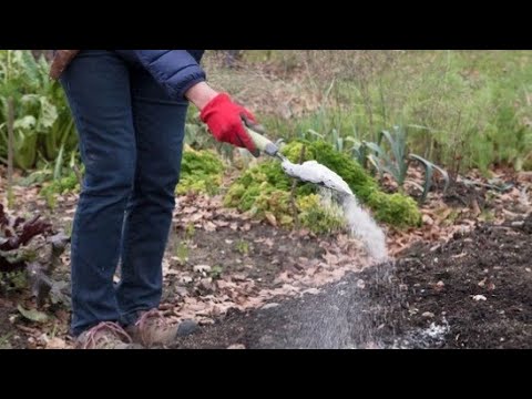 Video: Kako prebaciti štene u prvih nekoliko mjeseci