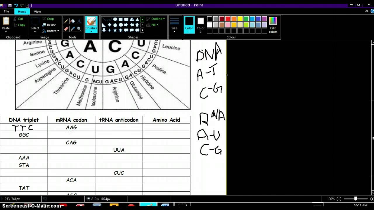 codon-worksheet-youtube