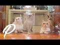 Wong Cats World vs Invisible Wall | PENELOPE POP