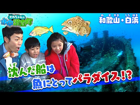 奇抜なお魚とかにちゃん？ hqdefault.jpg