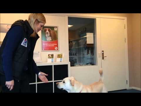 Video: Sådan bruger du Clickers på hunde