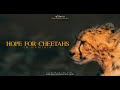 Hope For Cheetahs in Namibia THE MOVIE 4K