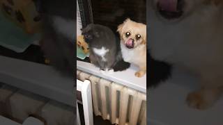 Миша#Боня #улыбнись #юмор #cat #домашниепитомцы #catlover #doglover #прикол #shortsvideo #юмор#