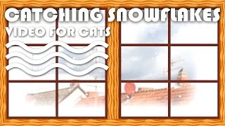 Cames For Cats: Catching Snowflakes - Falling Snow Viewed Through Window.