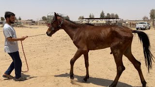 حصان حالته تكسر القلب العامل ما يعطيه اكل لفتره طويله وسائت حالته Helping the sick horse