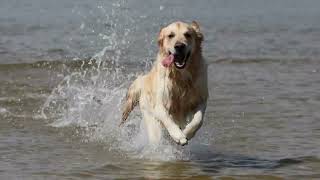 Detalles Dog is Man's First Friend:.Story Of Humans And Dogs. How Dogs Discovered Man Actualización