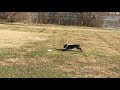 #gundog #gundogpuppy Puppy Retriever Training Pitboss's Salty Black Rye November 18th 2018 #gundog #gundogpuppy Puppy Retriever Training Pitboss's Salty Black Rye November 18th 2018