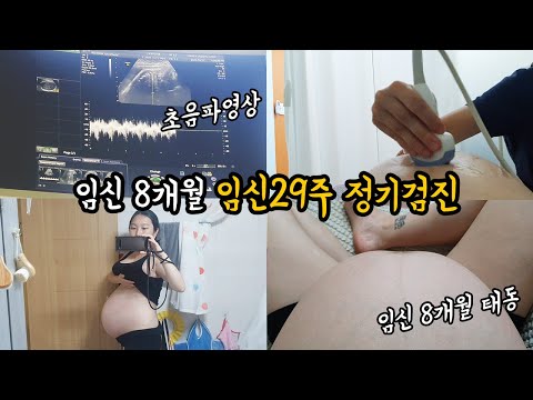 임신 8개월 | 29주 임산부 브이로그 | 초음파 영상 | 배둘레 | 태아 모습