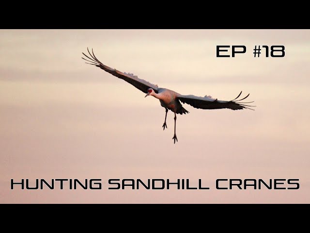 Watch Hunting Sandhill Cranes - Ep #18 Field Facts with Forrest on YouTube.