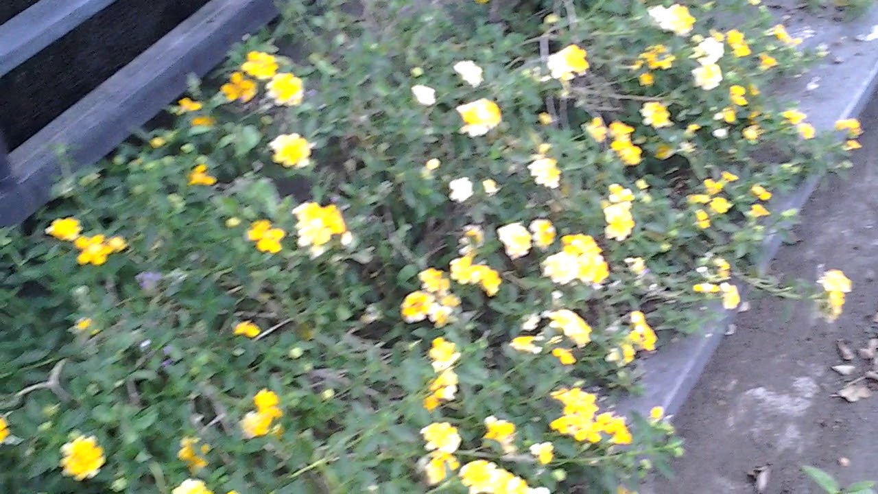 Bunga Telekan Buat Taman Depan Rumah Ide Kreatif