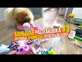 Распаковка посылки для собак #3. Triol. Gamma. Gigwi. Шпиц Оливия у ветеринара