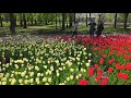 Тюльпаны в Кропивницком