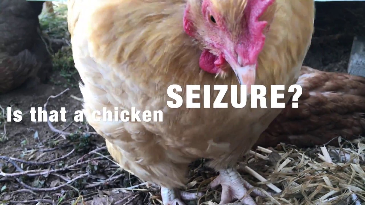 IS THAT A CHICKEN SEIZURE? 
