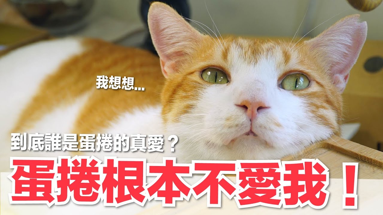 【好味小姐】蛋捲根本不愛我！到底誰是蛋捲的真愛？｜好味貓日常EP84