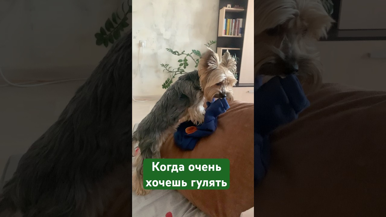 ПОШЛИ УЖЕ ГУЛЯТЬ, Я ОДЕЛСЯ ПОЧТИ👕! 