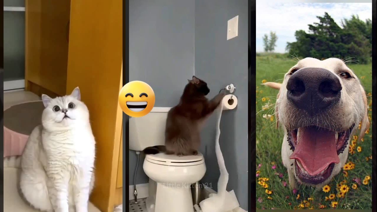 Cat Lover 😸 Kitten meowing ❤️ 