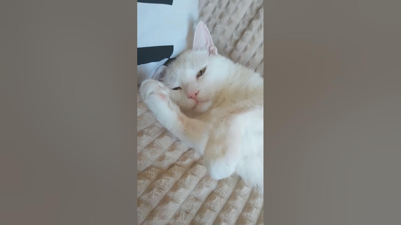 #ТишКа 😸Хи-хи, белая шишКа - YouTube