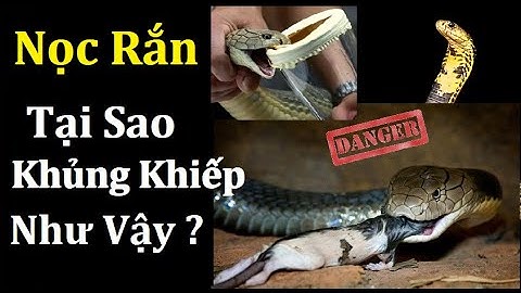 Điều Gì Khiến Nọc Rắn Trở Nên Khủng Khiếp Như Vậy ?  Nọc Rắn Gồm Những Loại Nào ?
