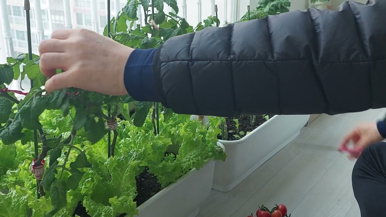 아파트 텃밭 토마토 따기