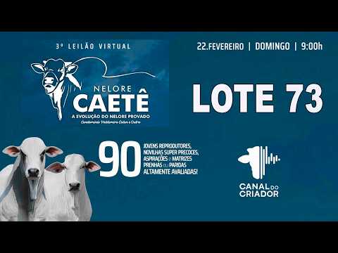 LOTE 73   CCET 210