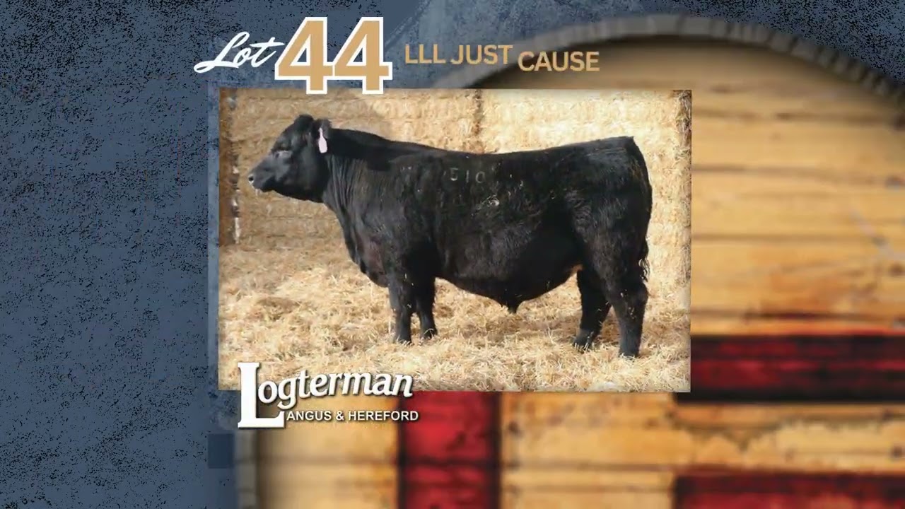 Logterman Family Hereford & Angus | February 9, 2026