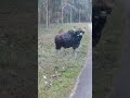 Bison Waiting To Attack Indian Bison Bison Shorts Bison Wildanimals Wildbeest Kaadukona Bison Waiting To Attack Indian Bison Bison Shorts Bison Wildanimals Wildbeest Kaadukona
