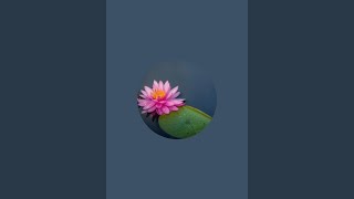 Purnaa is live!⛔