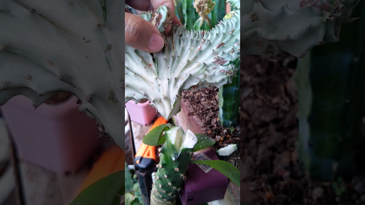 How to graft a variegated lactea cristata euphorbia(Part1)