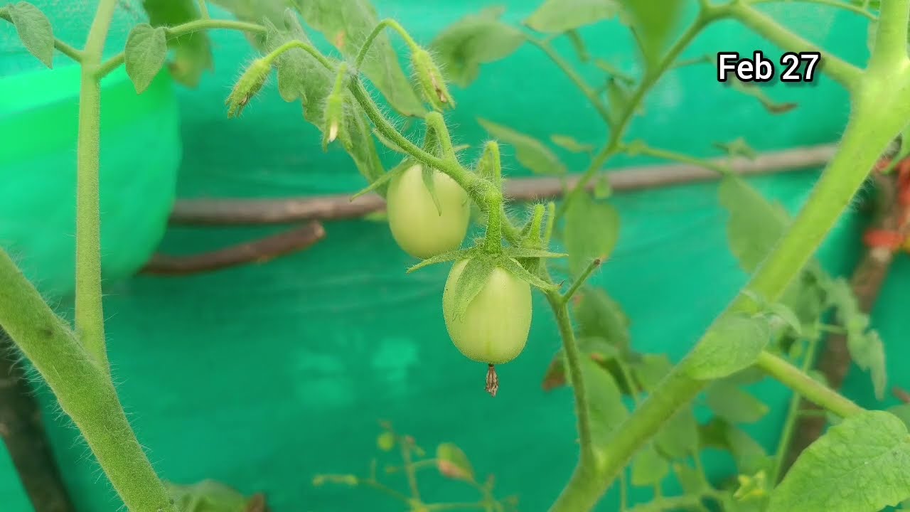 Feb 27 சிவனாண்டியை விவாகரத்து செய்ய சொல்லி சந்திராவை கையெழுத்து போட சொன்ன ஈஸ்வரி 🔥சிக்கிய வில்லி