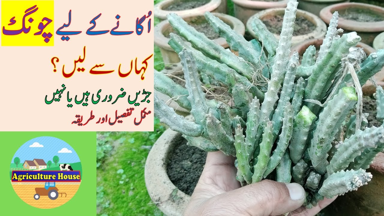 Где взять чонг для выращивания/Как получить караллуму для плантации