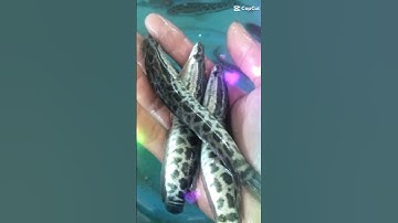 trại cá giống sơn phát Đăk Nông chuyên cung cấp các loại cá giống ai cần LH 0372076731 gặp Mr Sơn