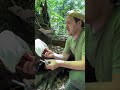 Reishi Mushroom Foraging 2024