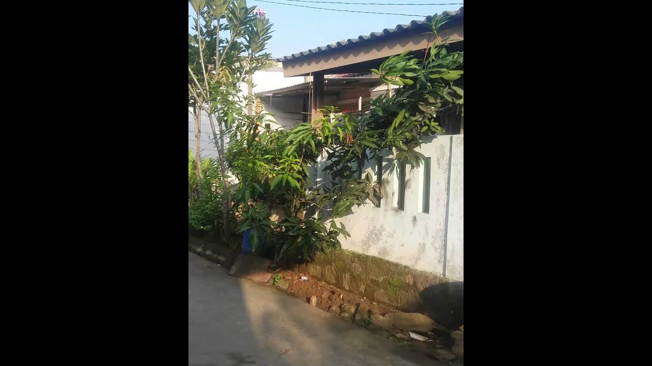 Jalak suren anakan 