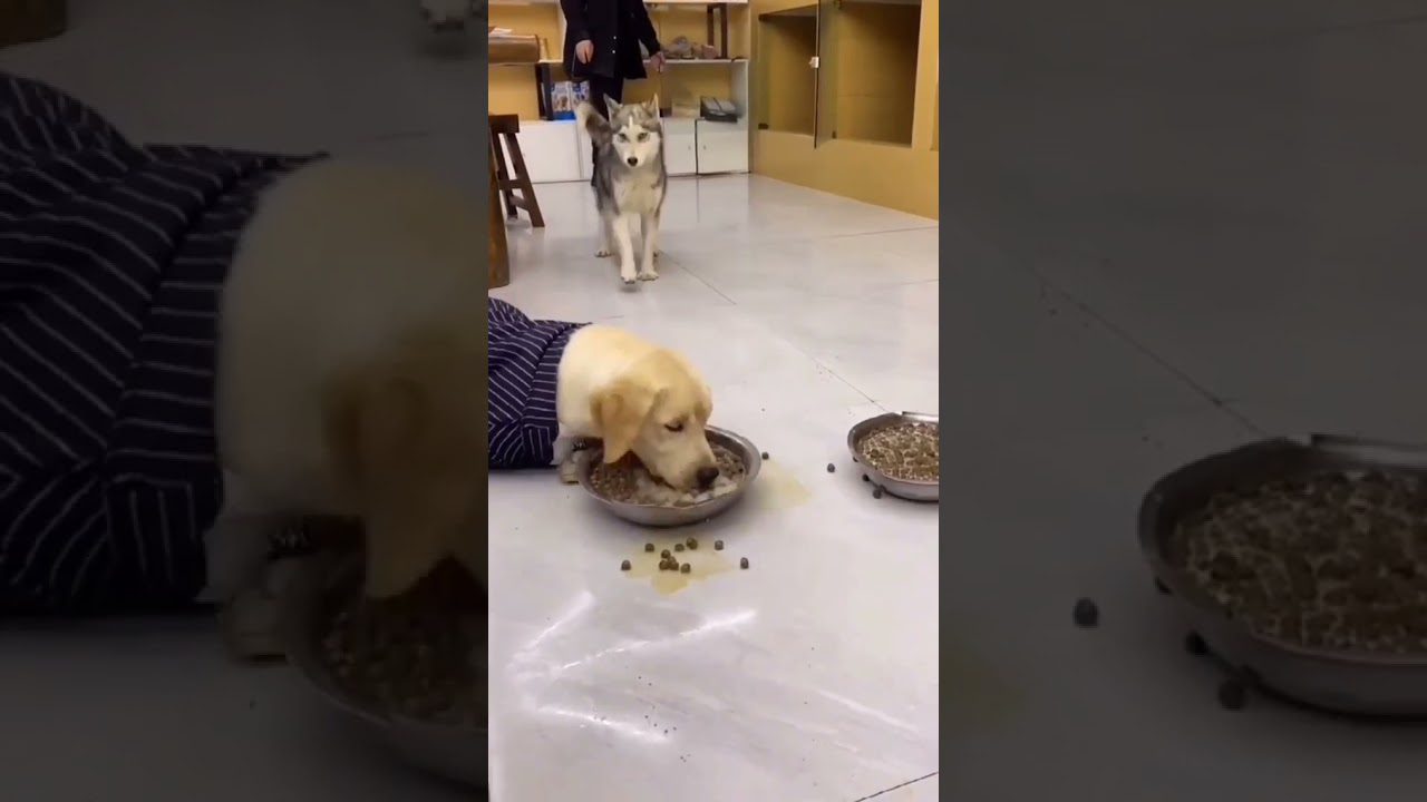 This dog is so hungry 😢😂