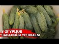 9 огурцов завалили урожаем!