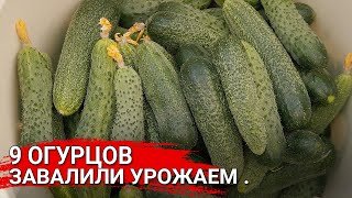 видео: 9 огурцов завалили урожаем! картинка: 9 огурцов завалили урожаем!