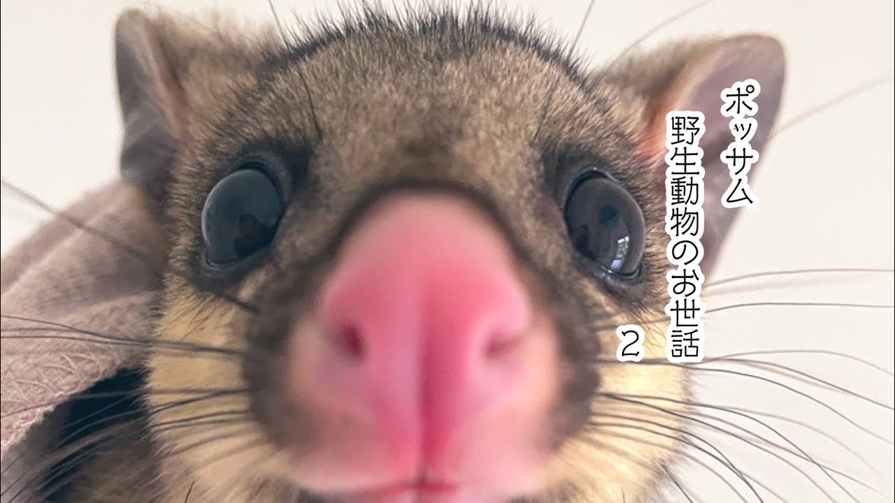 ポッサム Possum 2 / 野生動物のお世話 - YouTube