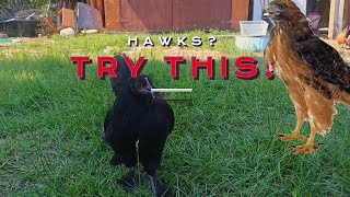 How to Keep HAWKS Away from Your Chickens