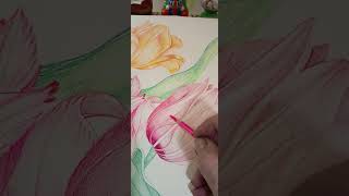 Prismacolor Tulips Botanical Art