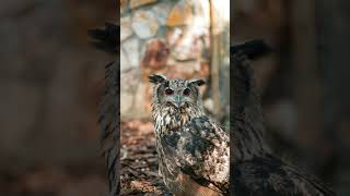 🦉 Ullu Apna Sar 270° Tak Ghuma Sakta Hai! 😱#OwlFacts #AnimalFacts #Wildlife #ViralShorts #DidYouKnow