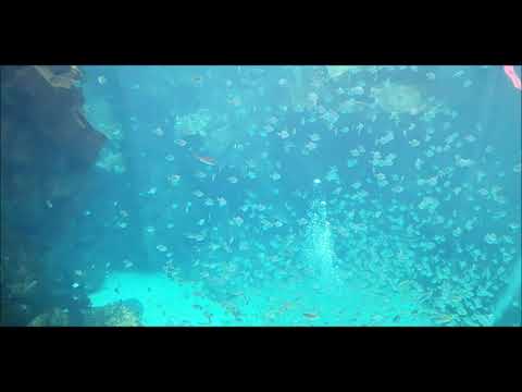 桃園【Xpark水族館】福爾摩沙區-巨型水族缸