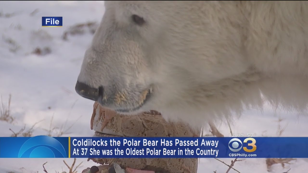 Philadelphia Zoo’s 37-Year-Old Polar Bear Dies