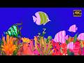 4k Bedtime Lullaby for Babies🐟 Kids &amp; Parents😍Animation🐟Fish lullaby🐟Calming Fishes #04 #lullaby