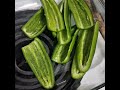 Making jalapeno poppers