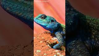 Agama Lizards Top Questions Answered #shorts