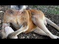 How to Flirt with a Kangaroo