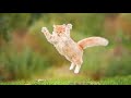 Baby catscute and funny cat compilation   rj entertainment
