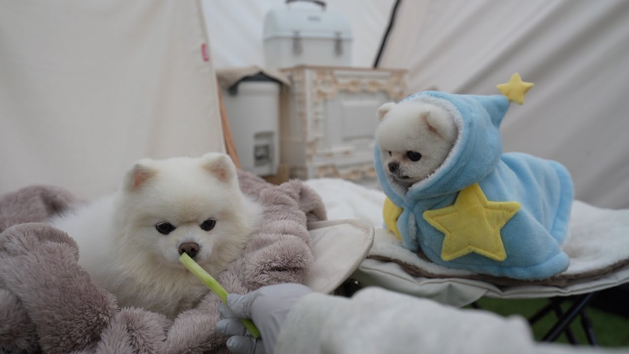 Щенок ждет бабушку весь день | Почему я создал собственный кемпинг [Ru Pong House Camping V-log]