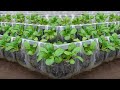 Smart idea! growing vegetables in plastic bags and surprising results
