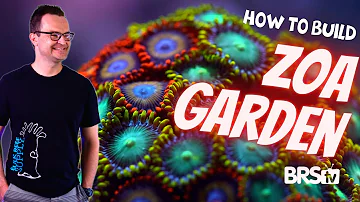 A Simple Zoa Garden for Your First Reef Tank? Our Zoanthid Only Build!